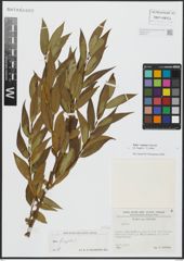 Foto von Salix alba L. x Salix fragilis L.